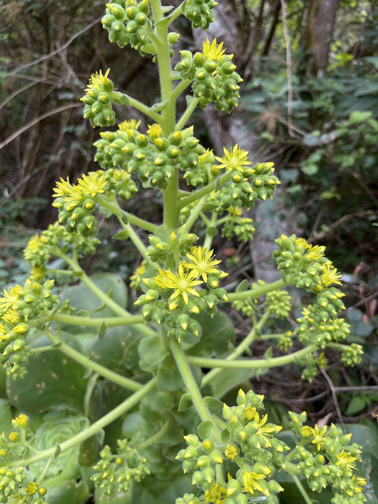 Image of Aeonium canariense subsp. latifolium (Burchard) Bañares