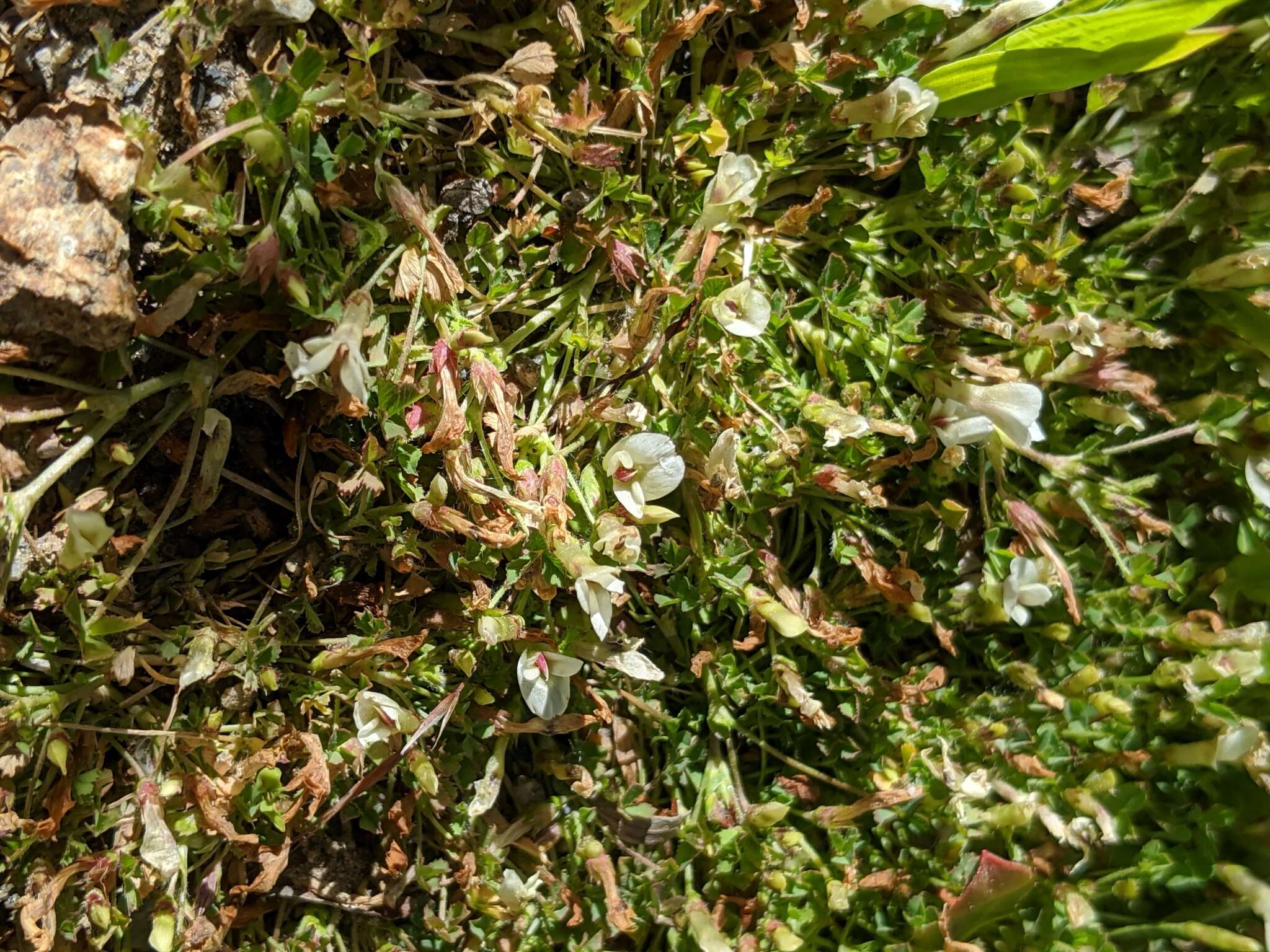 Image of mountain carpet clover