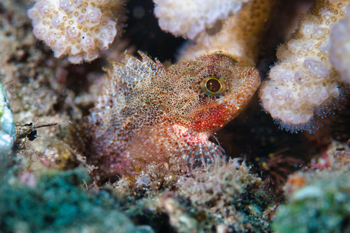 Image of Dwarf scorpionfish