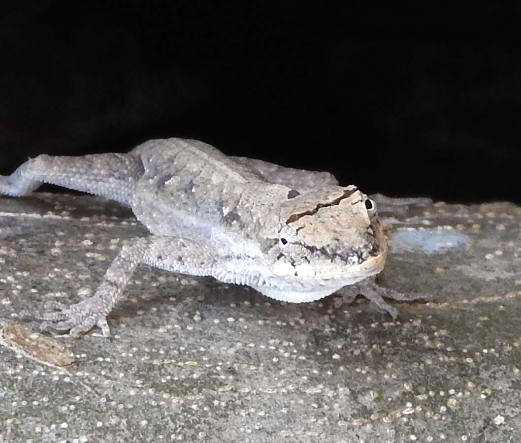 Image of Schmidt's Anole