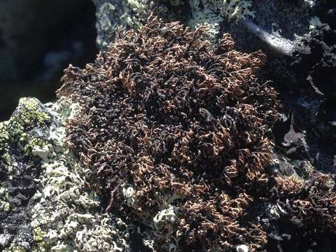 Image of fragile ball lichen