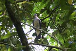 Image of Ashy Wood Pigeon