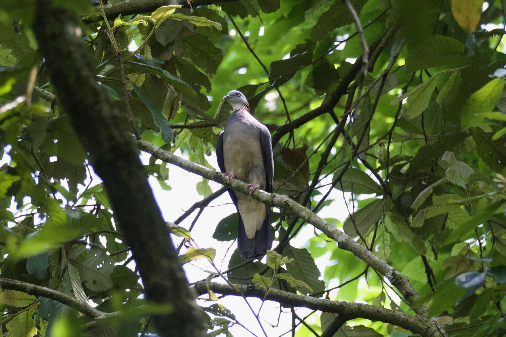 Imagem de Columba pulchricollis Blyth 1846