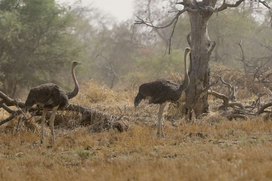 Image of North African ostrich