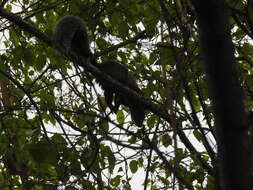 Imagem de Sciurus stramineus Eydoux & Souleyet 1841