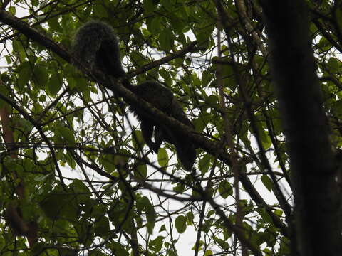 Imagem de Sciurus stramineus Eydoux & Souleyet 1841