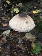 Image of Macrolepiota procera (Scop.) Singer