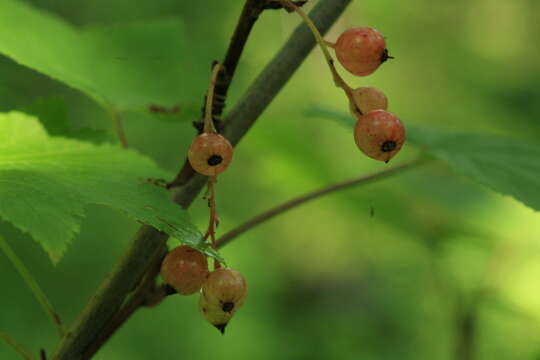 Image of Ribes latifolium Jancz.