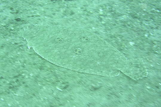 Image of Ocellated flounder