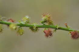 Image of fragrant agrimony