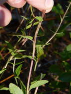 Image of rough boneset