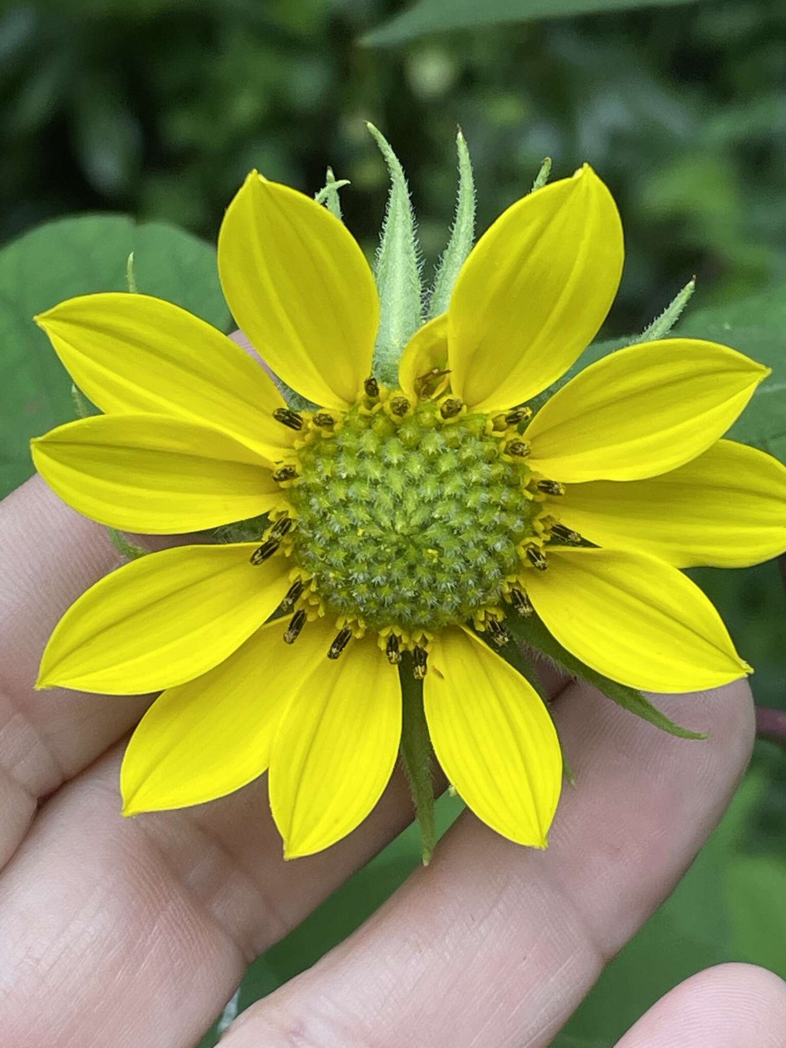 Image de Helianthus resinosus Small