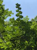 Image of Celtis koraiensis Nakai