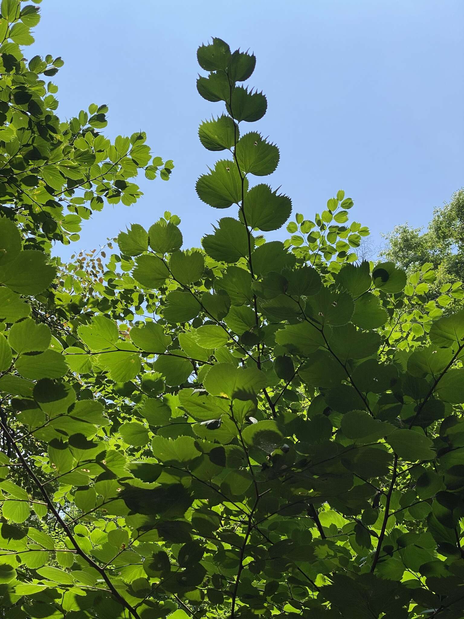 Image of Celtis koraiensis Nakai