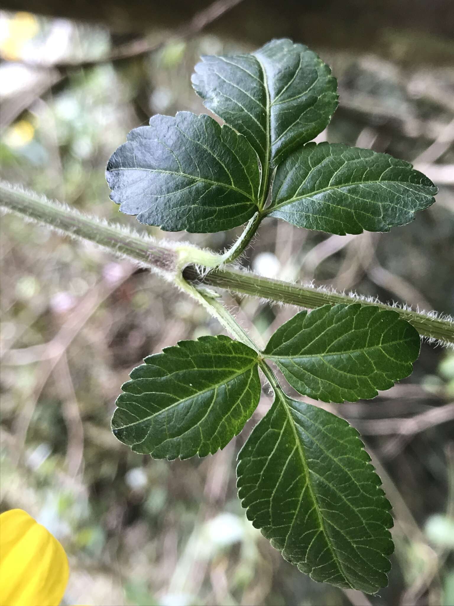 Image of Bidens rubifolia Kunth