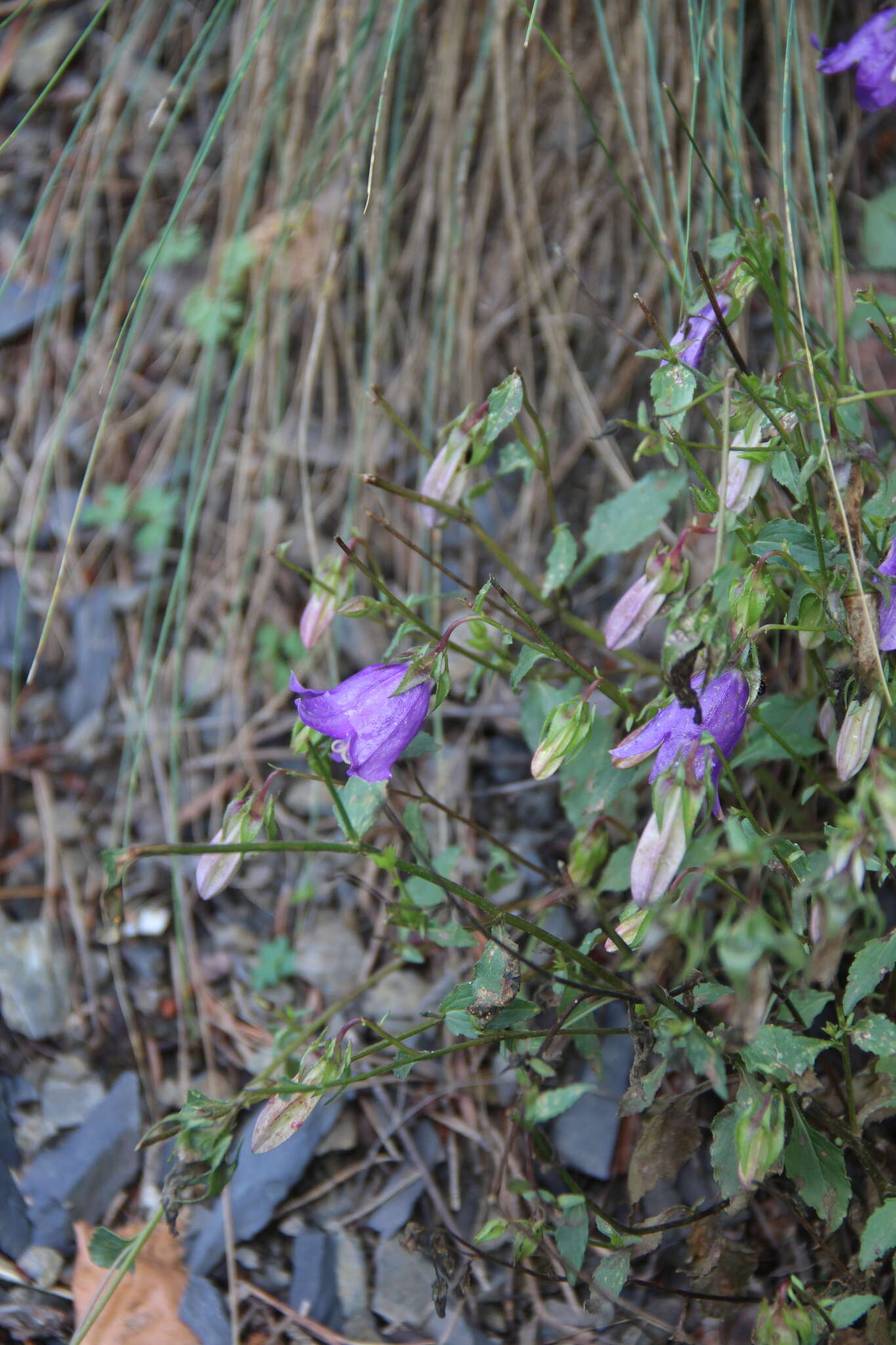 Image of Campanula kolenatiana C. A. Mey. ex Rupr.