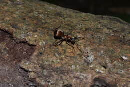 Image of Polyrhachis mindanaensis Emery 1923