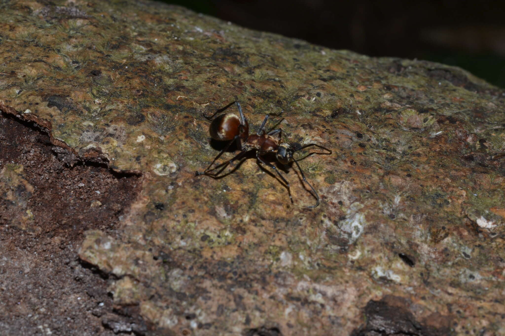 Image of Polyrhachis mindanaensis Emery 1923