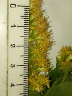 Image de Solidago snarskisii