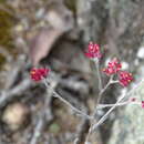 Image de Pseudognaphalium roseum (Kunth) A. A. Anderberg