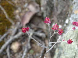 Image de Pseudognaphalium roseum (Kunth) A. A. Anderberg