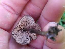 Image of Entoloma infula (Fr.) Noordel. 1980