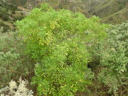 Image of Ruta pinnata L. fil.