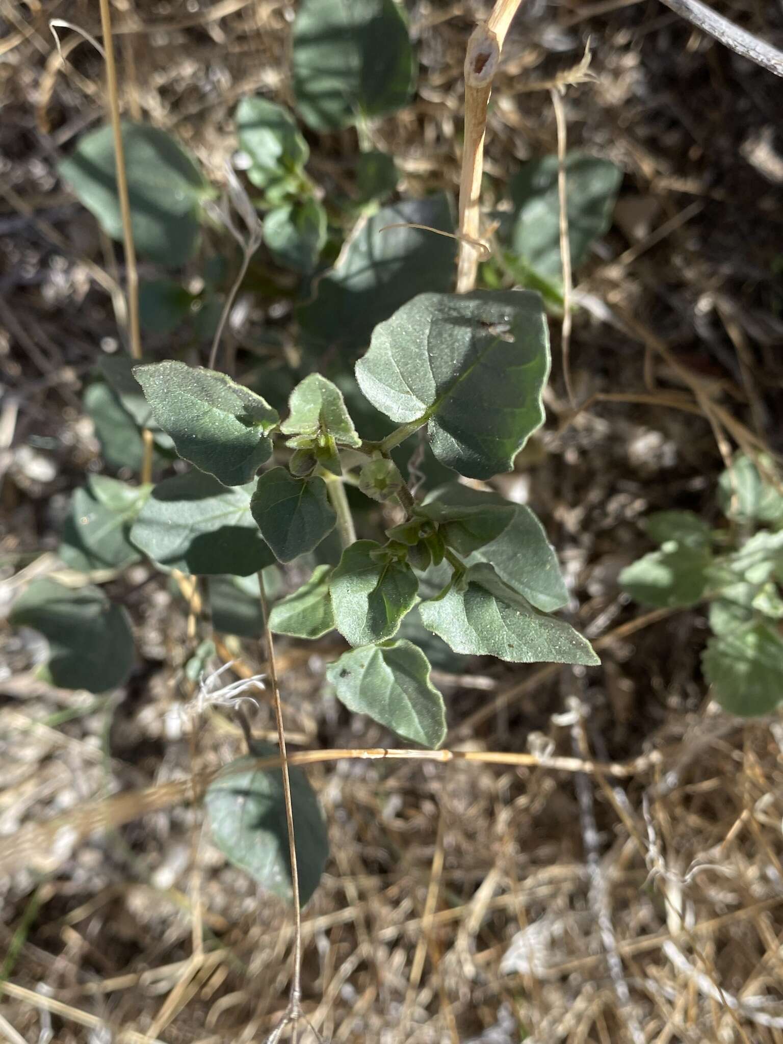 Image of yellow nightshade groundcherry