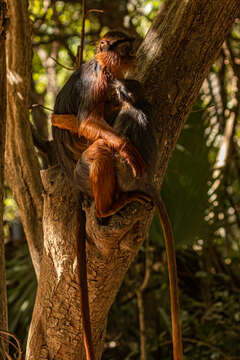 Image of Piliocolobus badius temminckii (Kuhl 1820)