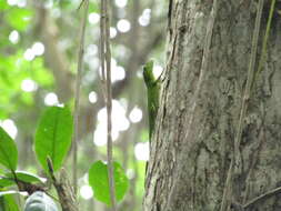 Image of Jamaican giant anole