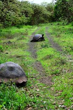 Image of Abingdon Island Giant Tortoise