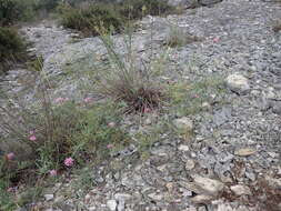 Image of Centranthus lecoqii Jordan