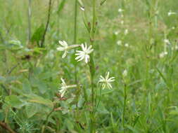 Image of Silene tatarica (L.) Pers.