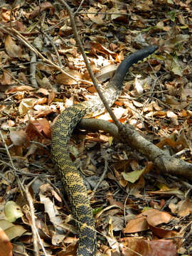 Image of Malagasy hognose snake