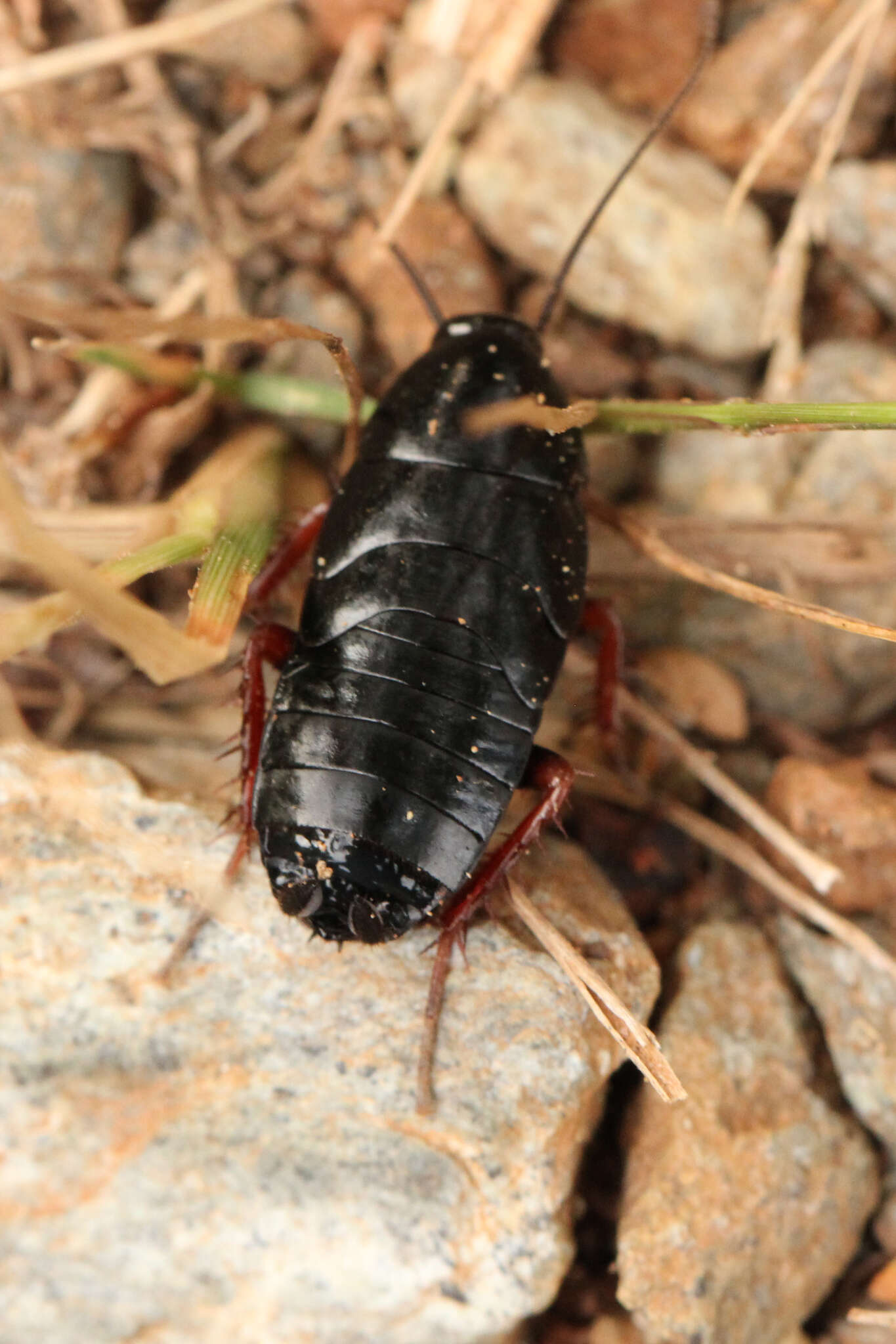 Image of Dark Wood Cockroach