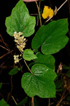 صورة Rubus moluccanus L.