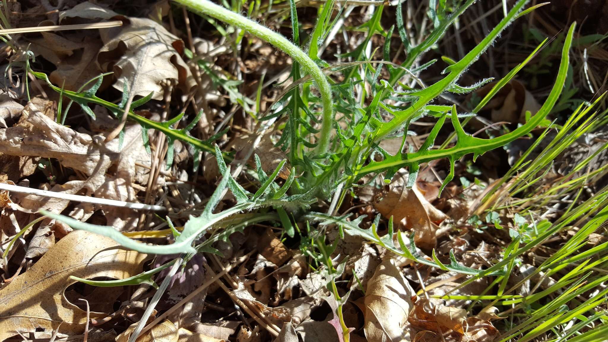 Plancia ëd <i>Agoseris <i>grandiflora</i></i> var. grandiflora