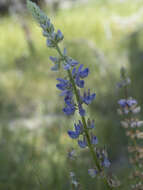 Image of largeleaf lupine