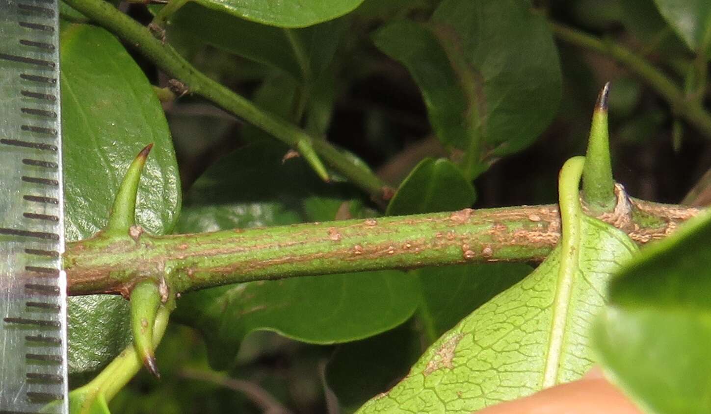 Image de Scutia myrtina (Burm. fil.) Kurz