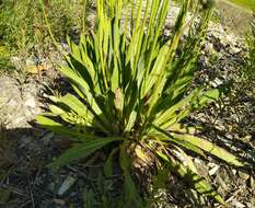 صورة Pilosella novosibirskensis N. N. Tupitsyna