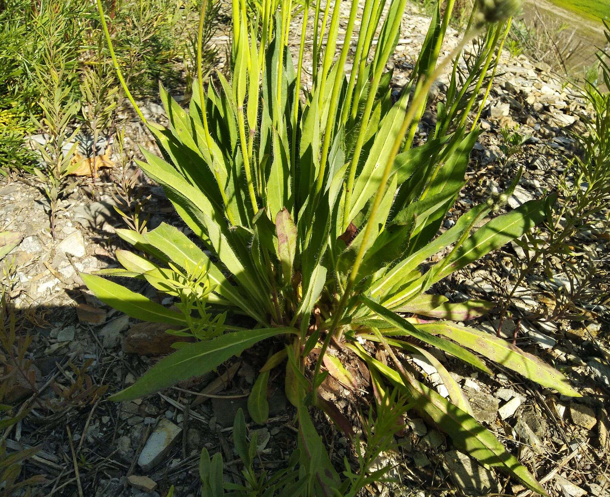 Image of Pilosella novosibirskensis N. N. Tupitsyna