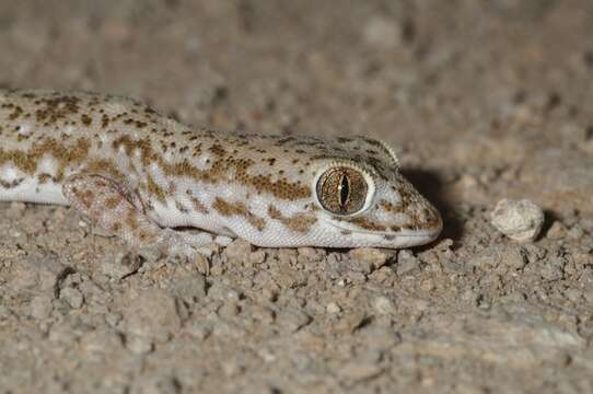 Image of Tesselated Gecko