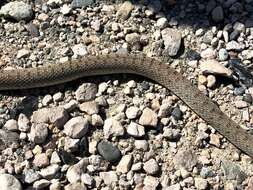 Image of Red-Bellied Racer