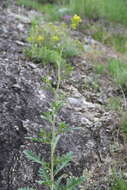 Imagem de Brassica elongata subsp. integrifolia (Boiss.) Breistr.