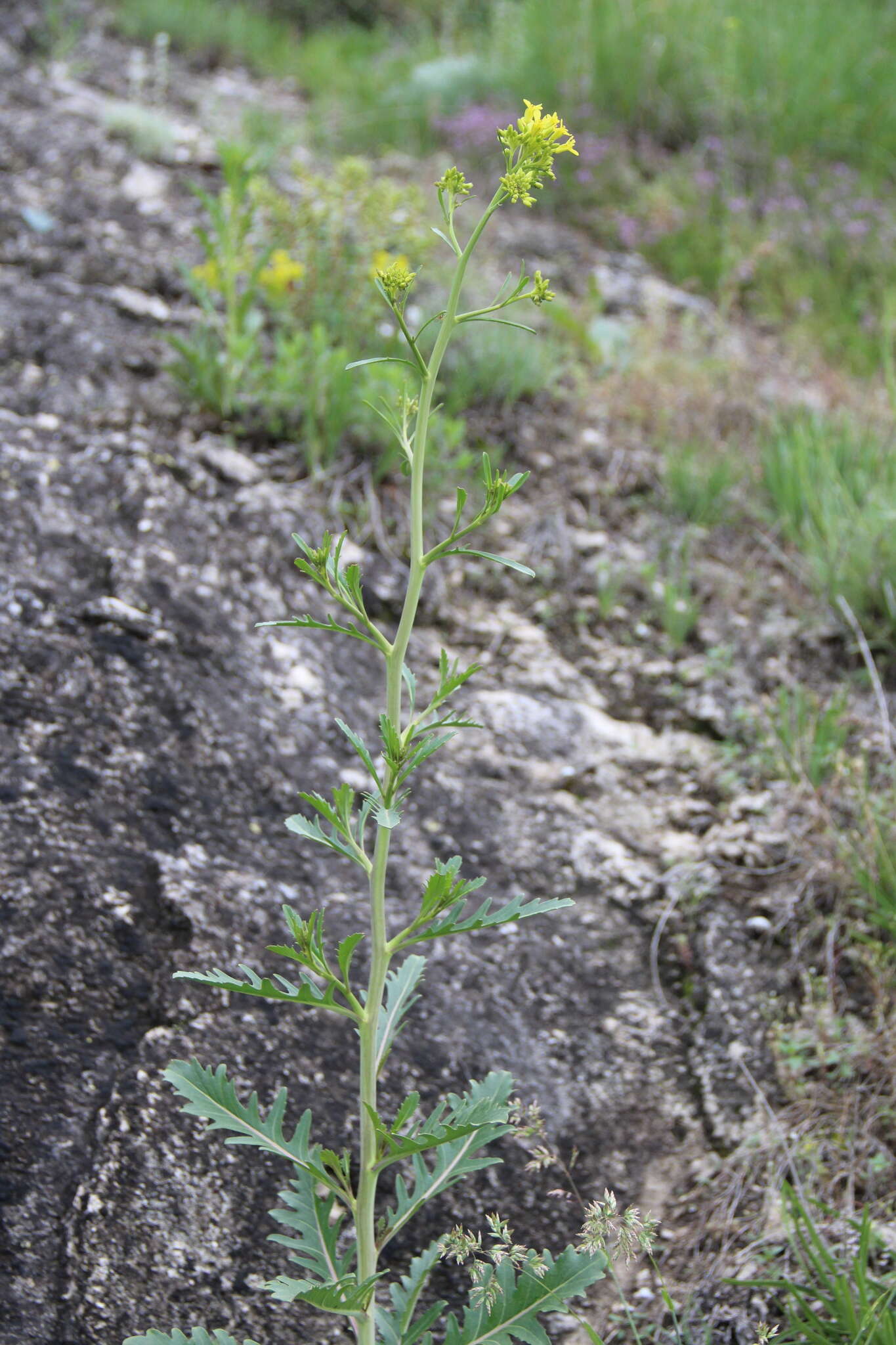 Image of Brassica elongata subsp. integrifolia (Boiss.) Breistr.