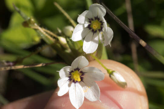 Sisyrinchium sellowianum Klatt的圖片