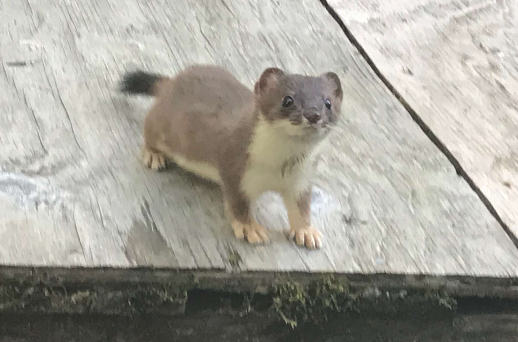 Mustela erminea kadiacensis (Merriam 1896) resmi