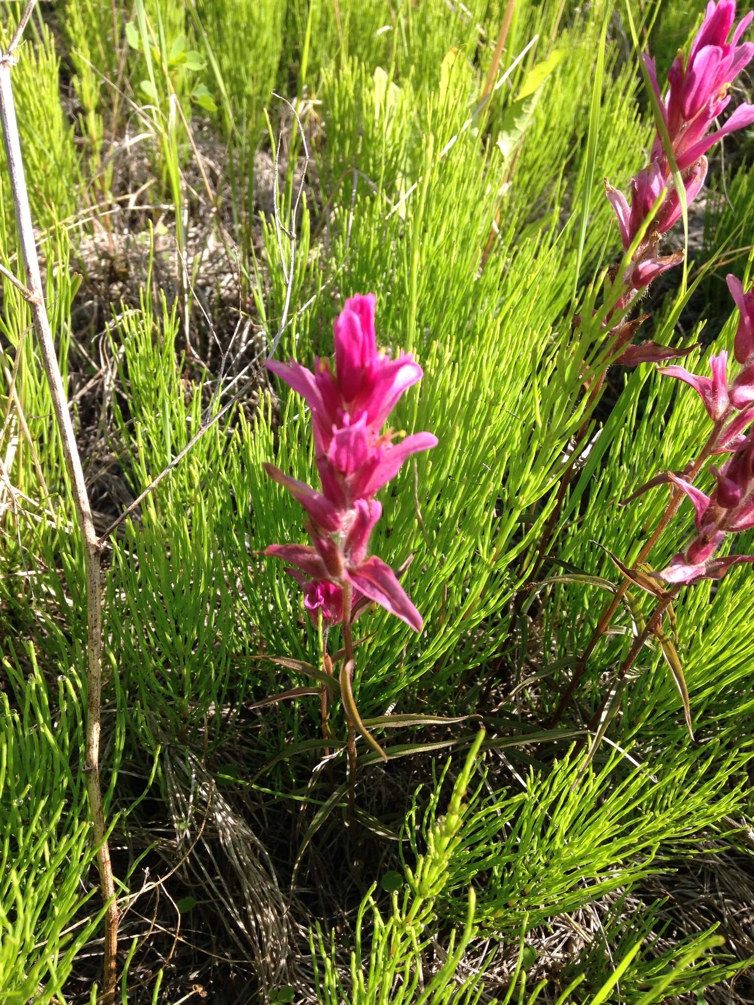 Image of Raup's Indian paintbrush