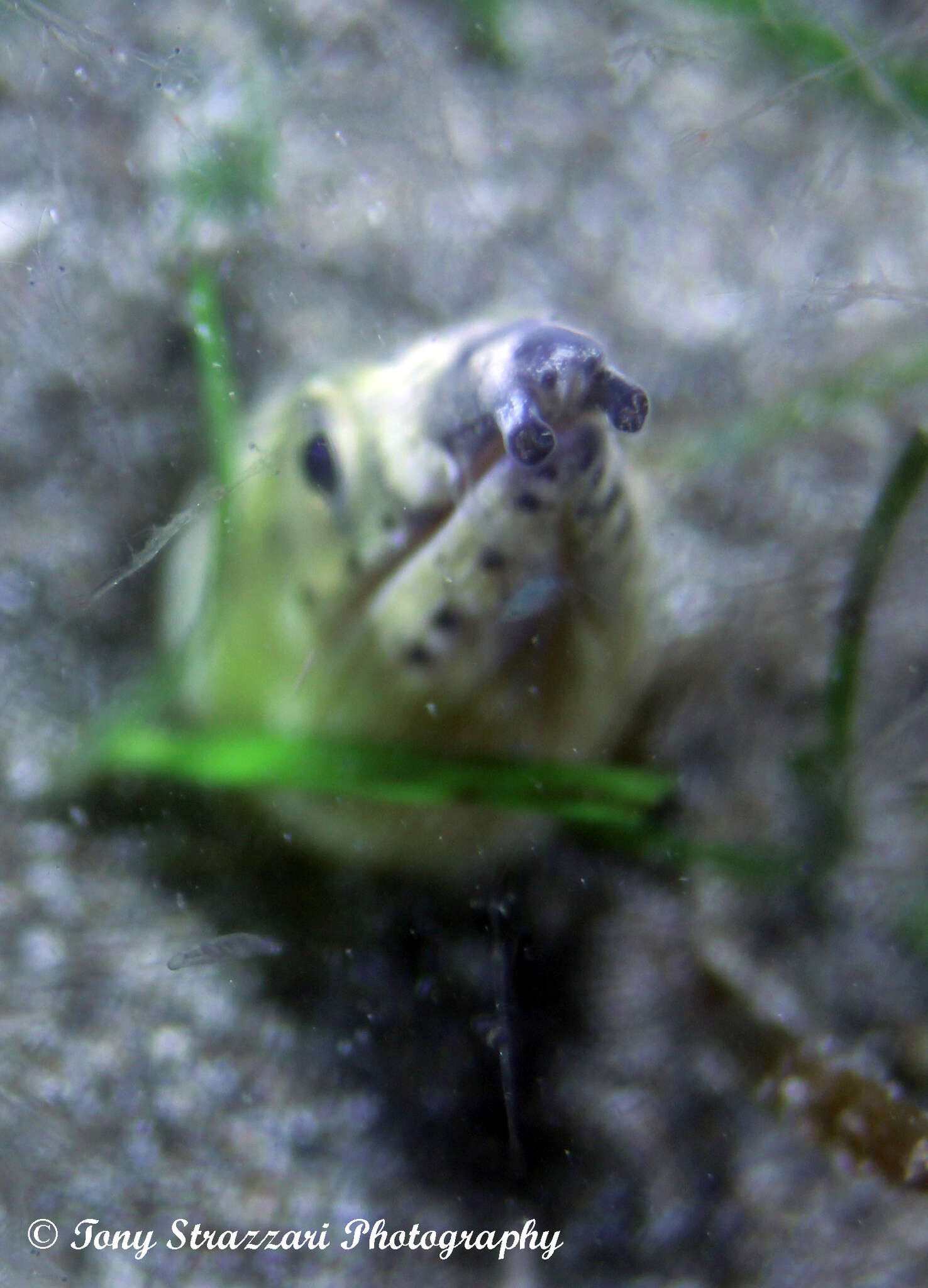 Image of Highfin snake eel