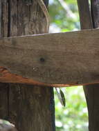 Image of Usambara vine snake